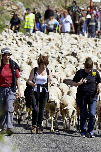 Transhumance Rocamadour- Luzech : étape Crayssac - Luzech