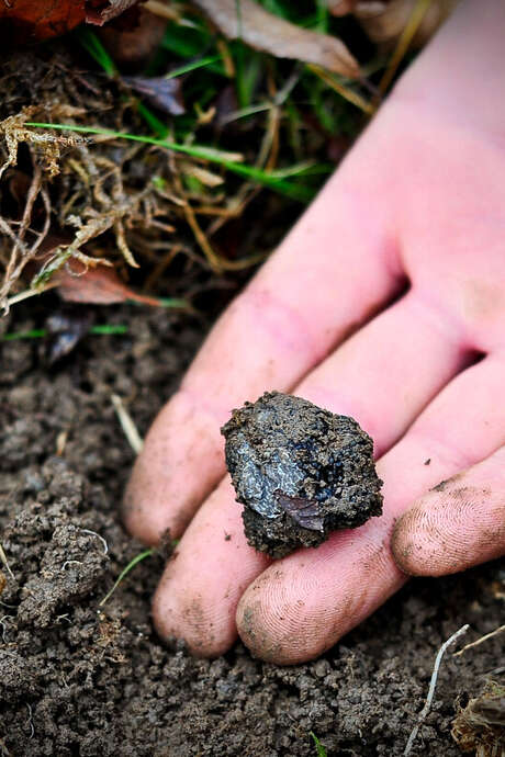 3ème Marché primé aux truffes