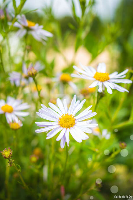 Découverte de notre escapade : fleurs cosmétiques