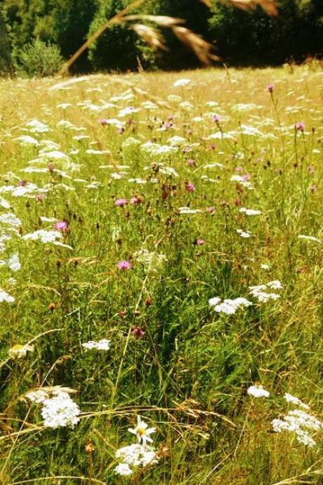 Atelier-découverte « La petite faune du ruisseau de Combejean »