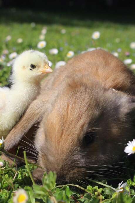 Journée de Pâques au Parc animalier - La chasse à l'oeuf d'or