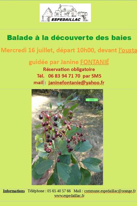 Balade à la découverte des baies