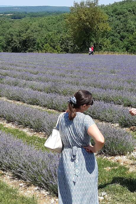 Rando dans les champs de lavande à l'occasion des Portes des Bergers des Lavandes