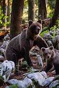 Nocturne "Mange avec les ours" au Parc animalier