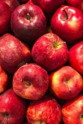 Atelier ''Fabrication de jus de pomme''