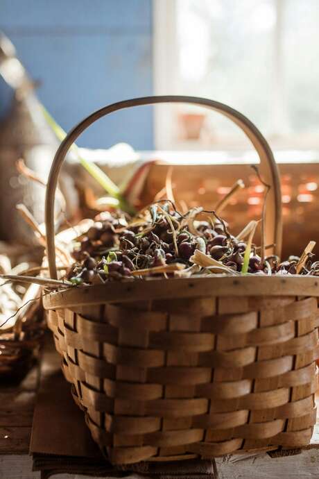 Cueillette et cuisine de plantes sauvages