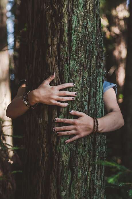 Dans ces bois