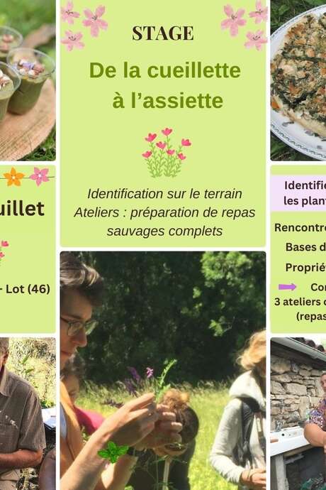 Stage de la cueillette à l'assiette avec Caroline Calendula