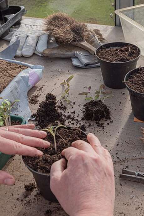 Troc de plantes et de graines
