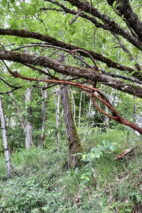 L'art dans la Nature, SculpTour 2025