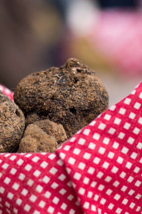 Balades commentées autour de la truffe