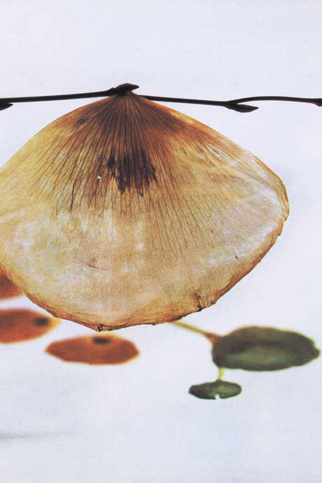 Exposition "Affinités Biomorphiques" - Art Contemporain