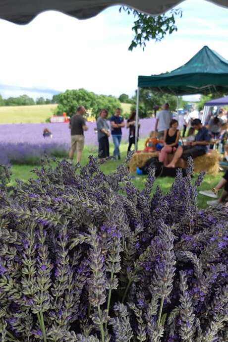 Journée portes ouvertes des Bergers des lavandes