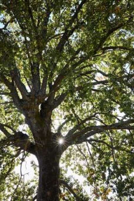Conférence au Musée de Cuzals : la richesse des arbres