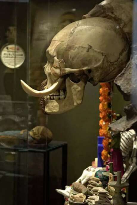 Semaine du Cerveau :  Révélations sur l’évolution du cerveau humain