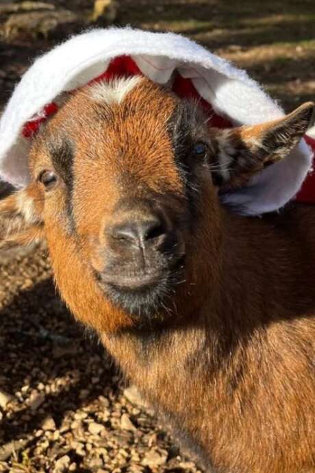 La Magie de Noël au Parc Animalier de Gramat