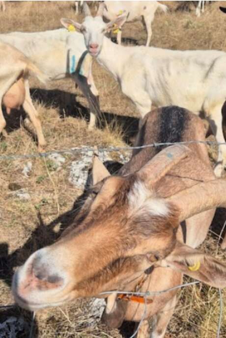 Fermes en fête à la ferme de Michaubas
