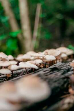 Tours de Merle - Balade gourmande: A la découverte des plantes sauvages comestibles