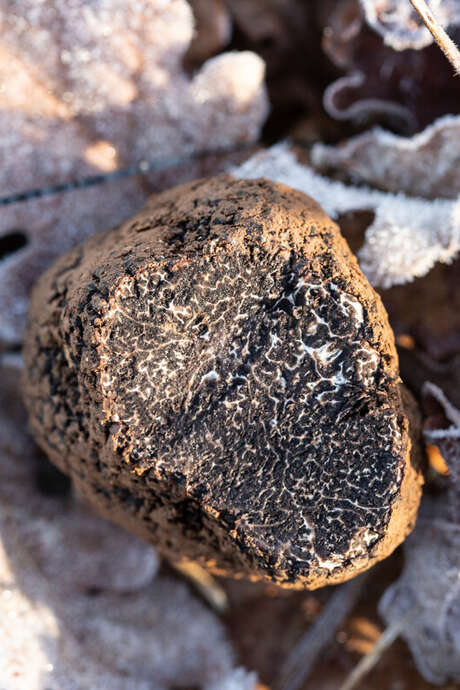 Marché aux truffes de Cuzance