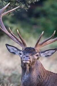 Sortie nature : le brame du cerf