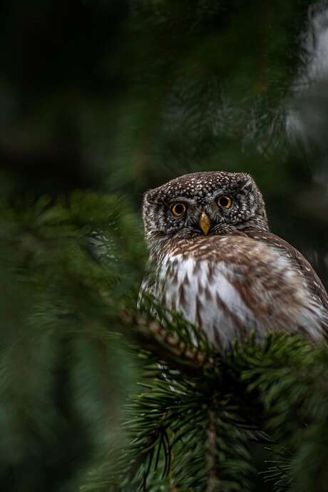 Les "Rendez-vous Nature" en famille : "Veillée et balade crépusculaire" au Jardin Bourian