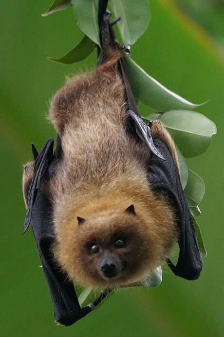 Soirée faune : "Oiseaux, chauves-souris et entraves à leurs vols" au Jardin Bourian