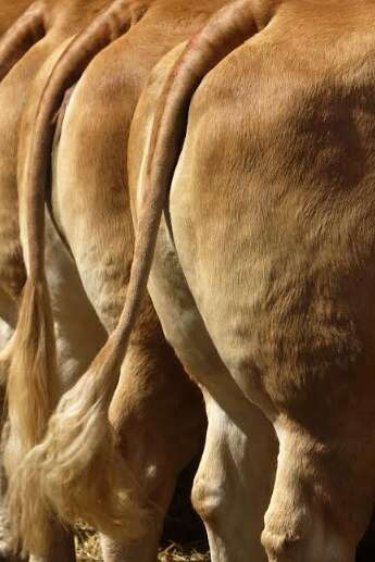 Comice agricole au Pescher