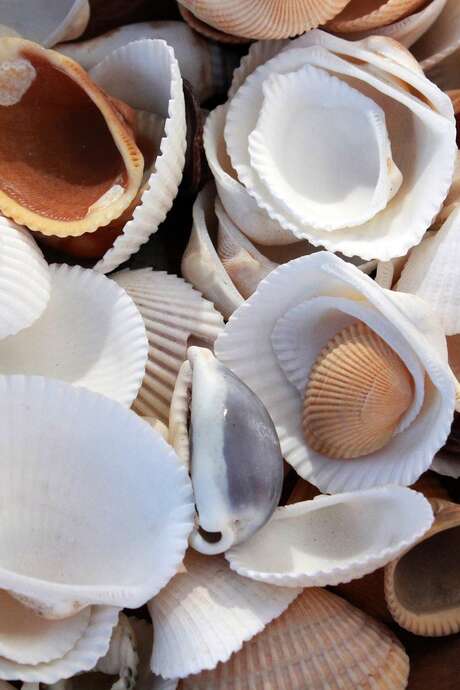 Les "Rendez-vous Nature" en famille : "Construction d'un mobile végétal" au Jardin Bourian