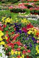 Floralies à Bétaille