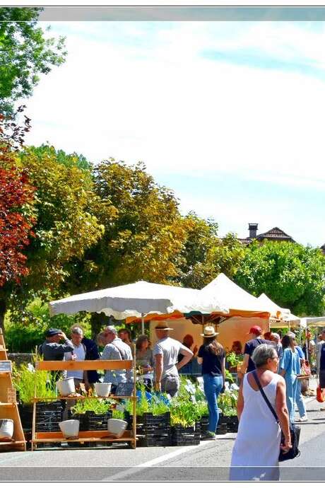 Fête des plantes rares et de collections