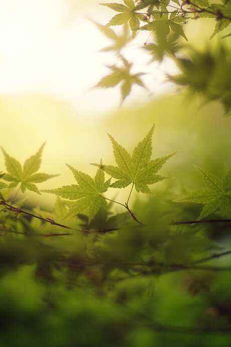 Stage "L'art de se libérer du stress" à Lavercantière