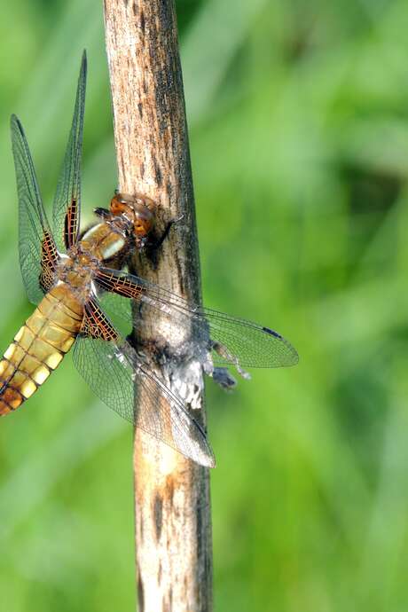 Balade-découverte : la faune et la flore du site du Plan d'eau des Chanaux