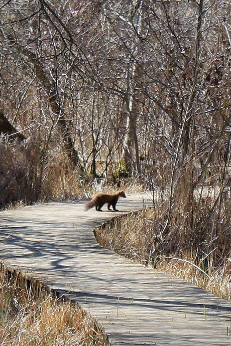 Marais de Bonnefont "Indice de biodiversité potentielle"