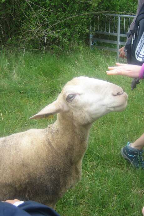 Mouton Challenge au Marais de Bonnefont