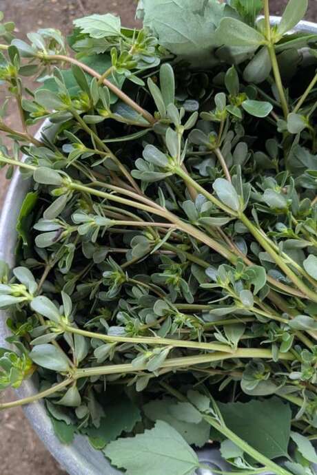 Séjour "Nomades des terres" – Voyage au Coeur des Plantes