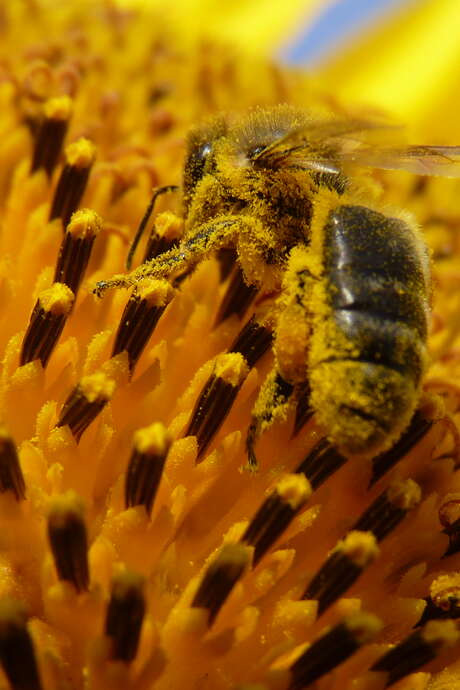 Fête de l'abeille