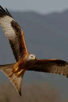 Les rapaces de Castelnau