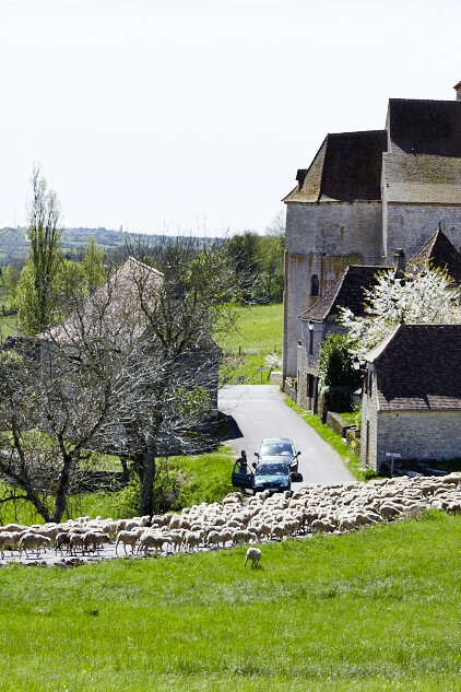 Transhumance Rocamadour - Luzech : étape Séniergues - Frayssinet le Gourdonnais