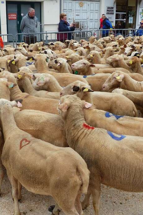 Transhumance Rocamadour - Luzech