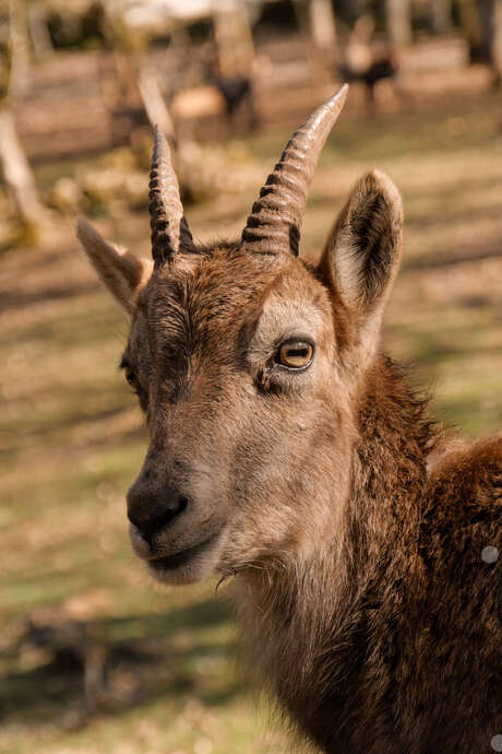 Stage de photographie animalière au Parc Animalier