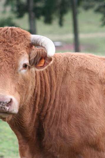Comice agricole de Meyssac