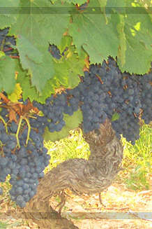 Soirée vigneronne au Domaine du Peyret