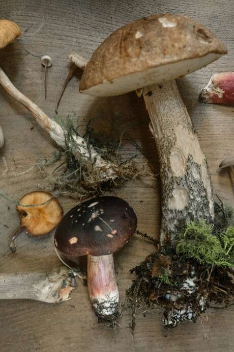 Journée mycologique