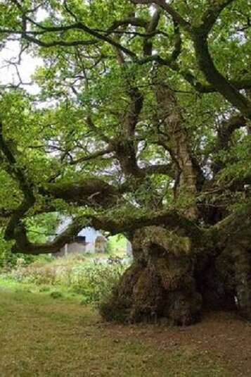 Fête de L'arbre à Cardaillac