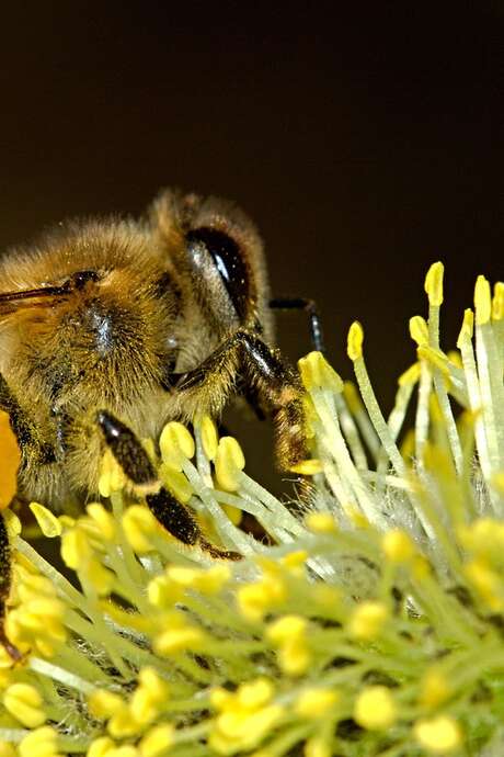 Conférence - Débat : ''Mieux connaître l'abeille, la ruche et l'apiculture''