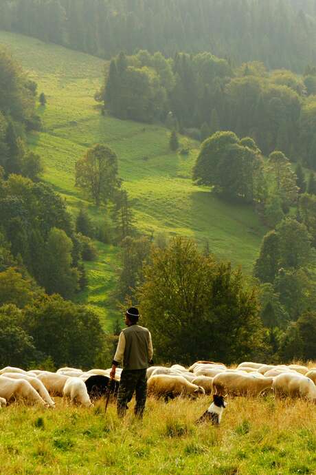 Revenons à nos moutons - Les enfants sur les pas de leurs ancêtres paysans