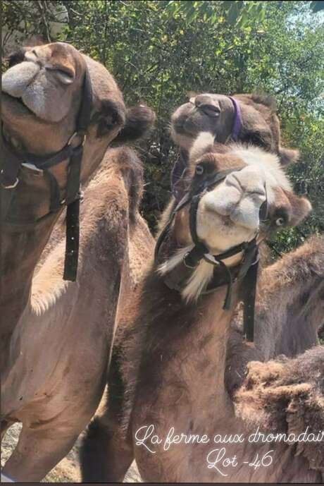 Fermes en fête au Camel Ranch