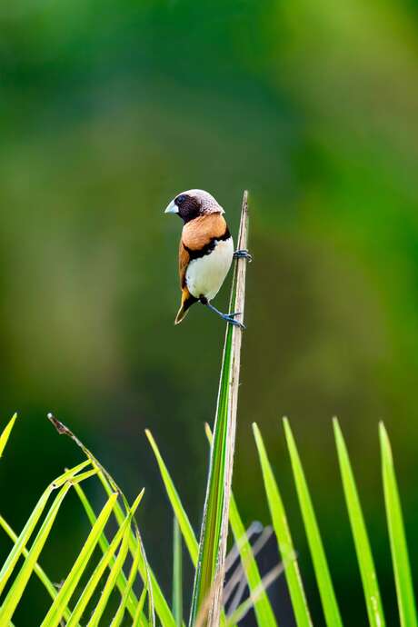 Initiation aux chants d'oiseaux, à la réserve de biodiversité d'Argentat