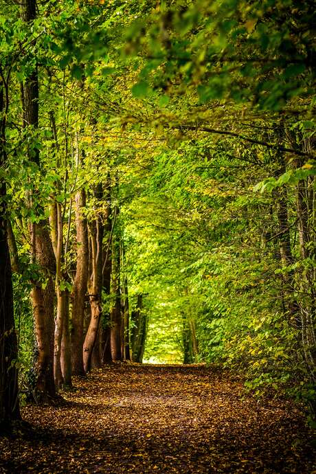 "Les nuits des forêts" à Branceilles