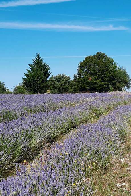 Visite à la ferme - récolte et distillation du lavandin
